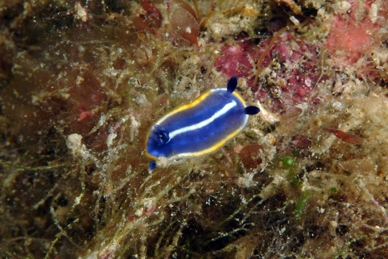 Hypselodoris orsinii